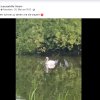 Wir sind traurig das beide Schwankinder verschwunden sind
