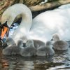 17.05. Nachwuchs bei unseren Schwänen. Willkommen ihr Süssen