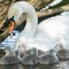 17.05. Nachwuchs bei unseren Schwänen. Willkommen ihr Süssen