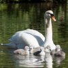 17.05. Nachwuchs bei unseren Schwänen. Willkommen ihr Süssen