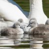 17.05. Nachwuchs bei unseren Schwänen. Willkommen ihr Süssen