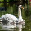 17.05. Nachwuchs bei unseren Schwänen. Willkommen ihr Süssen