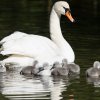 17.05. Nachwuchs bei unseren Schwänen. Willkommen ihr Süssen