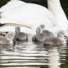 17.05. Nachwuchs bei unseren Schwänen. Willkommen ihr Süssen