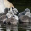 17.05. Nachwuchs bei unseren Schwänen. Willkommen ihr Süssen