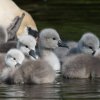 17.05. Nachwuchs bei unseren Schwänen. Willkommen ihr Süssen