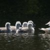 17.05. Nachwuchs bei unseren Schwänen. Willkommen ihr Süssen