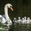 17.05. Nachwuchs bei unseren Schwänen. Willkommen ihr Süssen