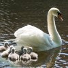 17.05. Nachwuchs bei unseren Schwänen. Willkommen ihr Süssen