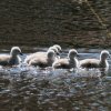 17.05. Nachwuchs bei unseren Schwänen. Willkommen ihr Süssen