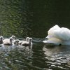 17.05. Nachwuchs bei unseren Schwänen. Willkommen ihr Süssen