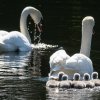 17.05. Nachwuchs bei unseren Schwänen. Willkommen ihr Süssen