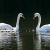 17.05. Nachwuchs bei unseren Schwänen. Willkommen ihr Süssen