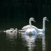 17.05. Nachwuchs bei unseren Schwänen. Willkommen ihr Süssen