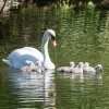 17.05. Nachwuchs bei unseren Schwänen. Willkommen ihr Süssen
