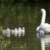 17.05. Nachwuchs bei unseren Schwänen. Willkommen ihr Süssen