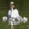 17.05. Nachwuchs bei unseren Schwänen. Willkommen ihr Süssen