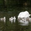 17.05. Nachwuchs bei unseren Schwänen. Willkommen ihr Süssen