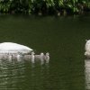 17.05. Nachwuchs bei unseren Schwänen. Willkommen ihr Süssen