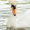 17.05. Nachwuchs bei unseren Schwänen. Willkommen ihr Süssen