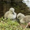 17.05. Nachwuchs bei unseren Schwänen. Willkommen ihr Süssen