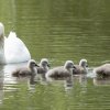 17.05. Nachwuchs bei unseren Schwänen. Willkommen ihr Süssen
