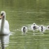 17.05. Nachwuchs bei unseren Schwänen. Willkommen ihr Süssen
