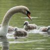 17.05. Nachwuchs bei unseren Schwänen. Willkommen ihr Süssen