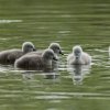 17.05. Nachwuchs bei unseren Schwänen. Willkommen ihr Süssen