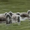 17.05. Nachwuchs bei unseren Schwänen. Willkommen ihr Süssen
