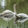 17.05. Nachwuchs bei unseren Schwänen. Willkommen ihr Süssen