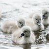 17.05. Nachwuchs bei unseren Schwänen. Willkommen ihr Süssen