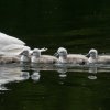 17.05. Nachwuchs bei unseren Schwänen. Willkommen ihr Süssen