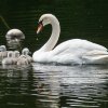 17.05. Nachwuchs bei unseren Schwänen. Willkommen ihr Süssen