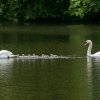 17.05. Nachwuchs bei unseren Schwänen. Willkommen ihr Süssen