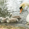 17.05. Nachwuchs bei unseren Schwänen. Willkommen ihr Süssen