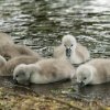17.05. Nachwuchs bei unseren Schwänen. Willkommen ihr Süssen