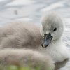 17.05. Nachwuchs bei unseren Schwänen. Willkommen ihr Süssen