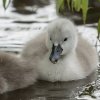 17.05. Nachwuchs bei unseren Schwänen. Willkommen ihr Süssen