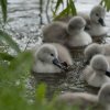 17.05. Nachwuchs bei unseren Schwänen. Willkommen ihr Süssen