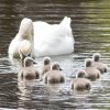 17.05. Nachwuchs bei unseren Schwänen. Willkommen ihr Süssen
