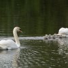 17.05. Nachwuchs bei unseren Schwänen. Willkommen ihr Süssen