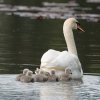 17.05. Nachwuchs bei unseren Schwänen. Willkommen ihr Süssen