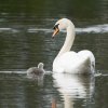 17.05. Nachwuchs bei unseren Schwänen. Willkommen ihr Süssen