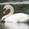 17.05. Nachwuchs bei unseren Schwänen. Willkommen ihr Süssen