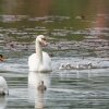 17.05. Nachwuchs bei unseren Schwänen. Willkommen ihr Süssen