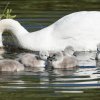 17.05. Nachwuchs bei unseren Schwänen. Willkommen ihr Süssen