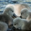 17.05. Nachwuchs bei unseren Schwänen. Willkommen ihr Süssen