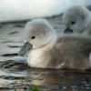 17.05. Nachwuchs bei unseren Schwänen. Willkommen ihr Süssen