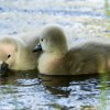 17.05. Nachwuchs bei unseren Schwänen. Willkommen ihr Süssen